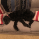 Illustration for article titled Happy 12th birthday to Lucy the labradoodle